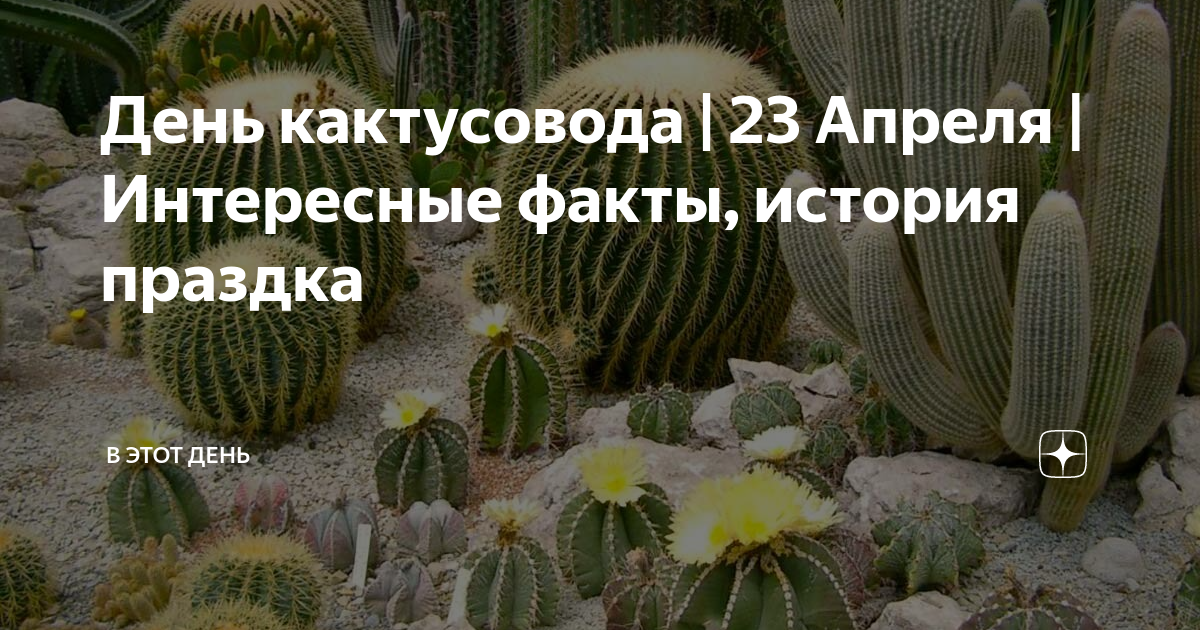День кактусовода 23 апреля картинки