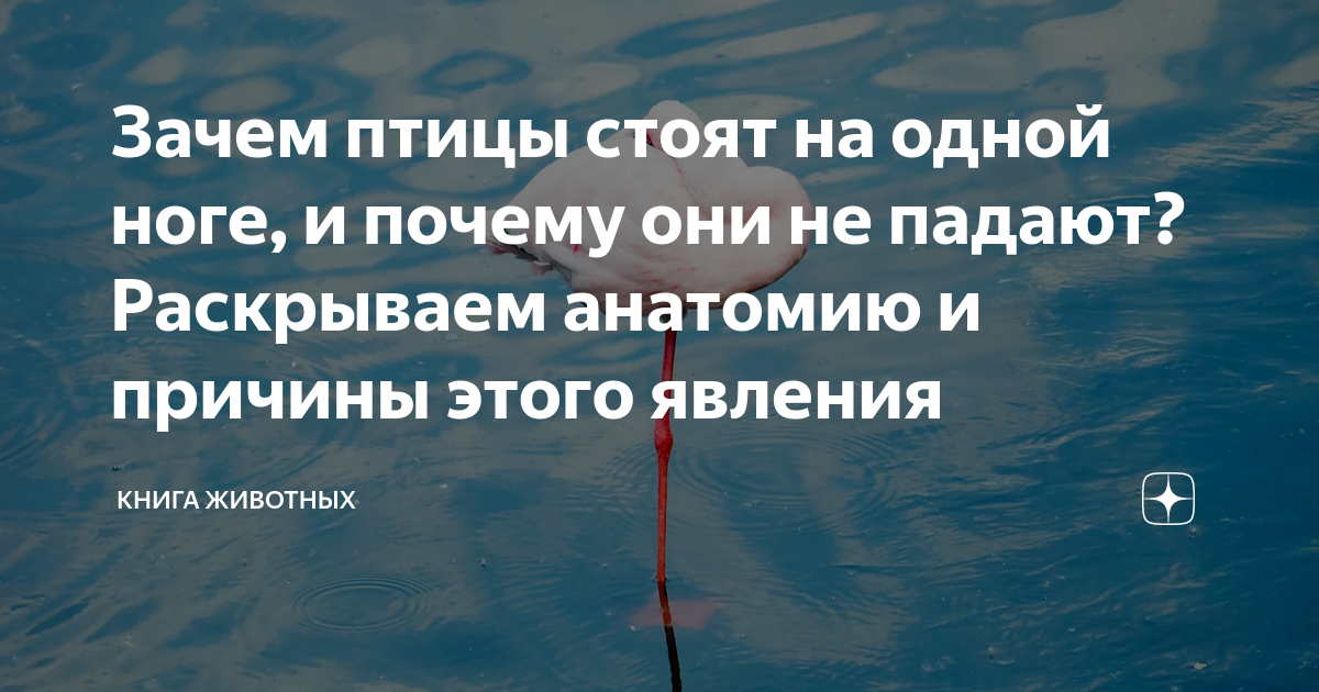 Зачем птицы стоят на одной ноге, и почему они не падают? Раскрываем ...