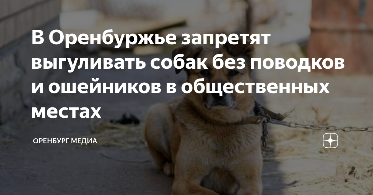 В Оренбуржье запретят выгуливать собак без поводков и ошейников в ...