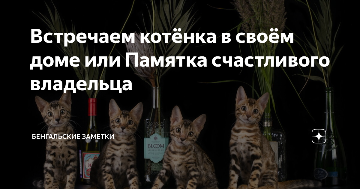 Закрепить стул у котенка