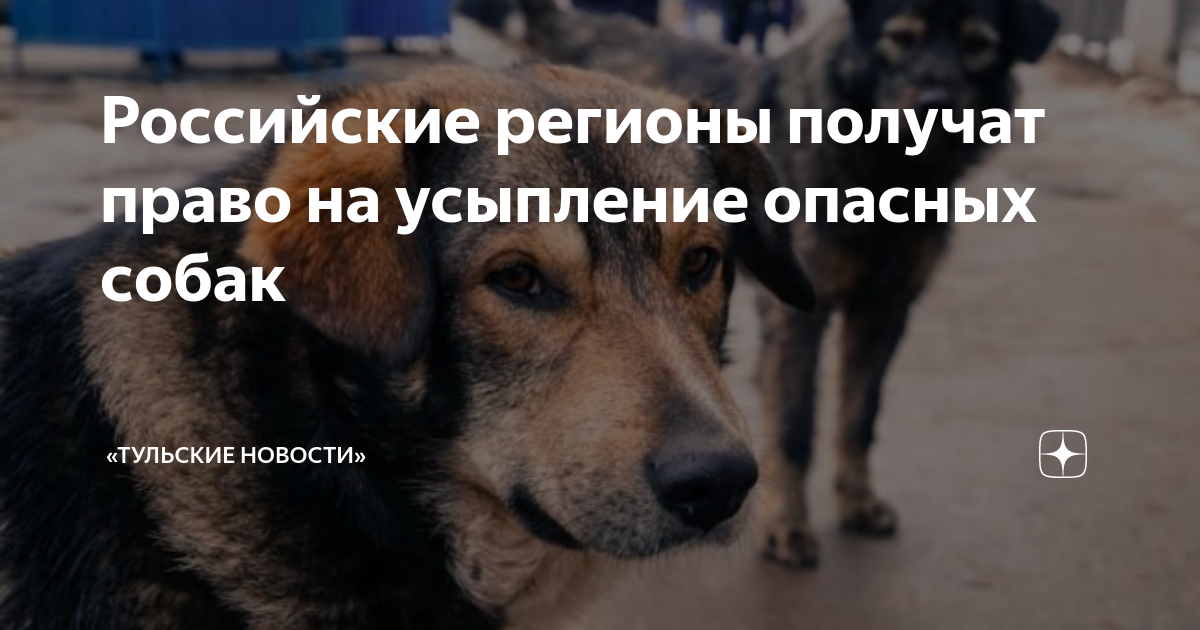 Почему собаки усыпляются из-за «плохого поведения»?