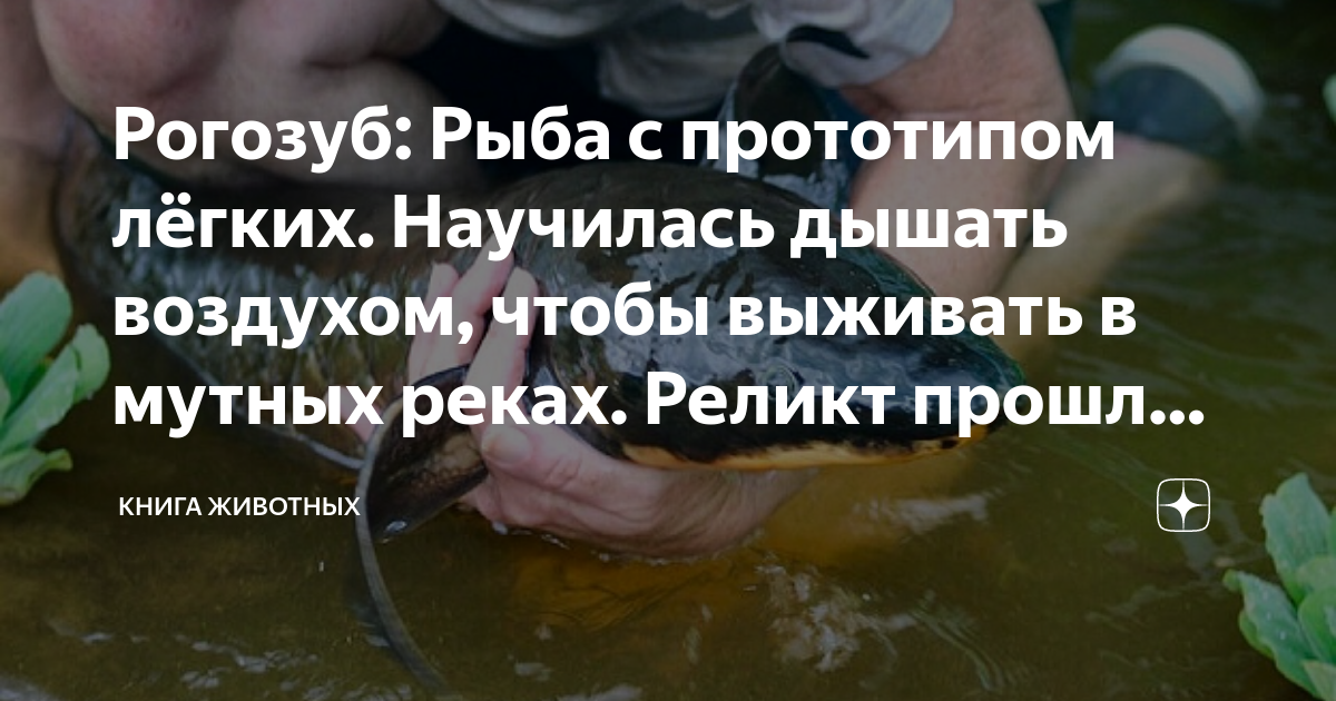 Рогозуб: Рыба с прототипом лёгких. Научилась дышать воздухом, чтобы ...