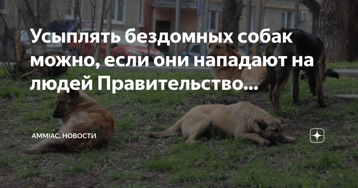 Беспризорные собаки. Бродячие собаки. Усыпление бродячих животных. Усыпление бродячих собак. Усыпление бродячих собак.