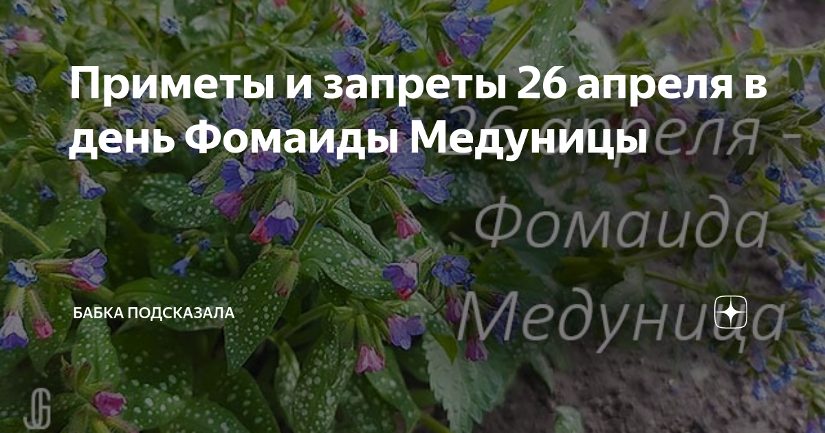 26 Апреля Медуница