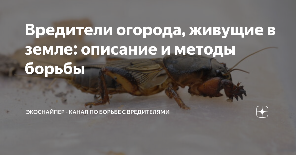 Сорняки в огороде и на даче: фото, описание и виды сорняков на грядках, на участке