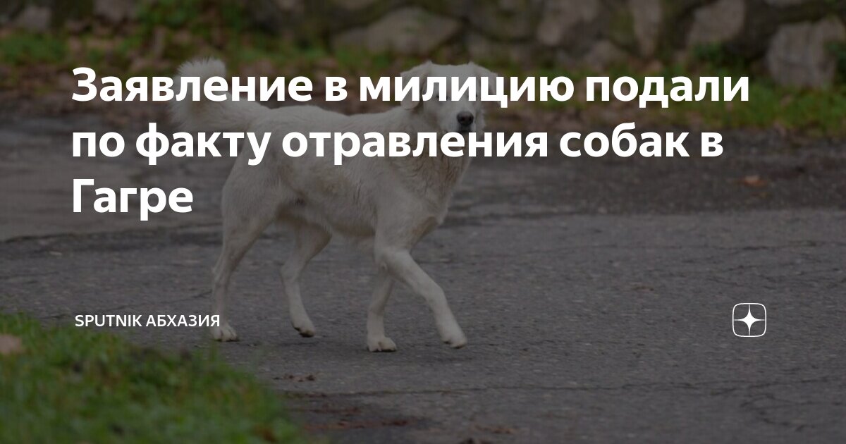Заявление в милицию подали по факту отравления собак в Гагре | Sputnik ...