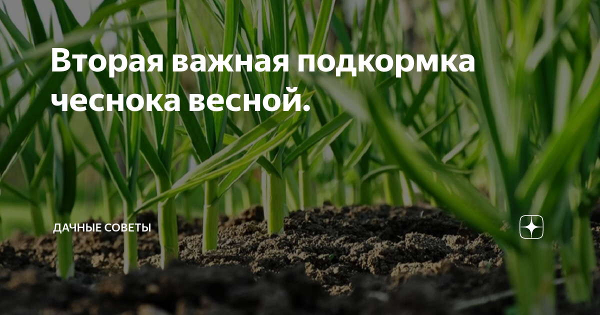 Вторая важная подкормка чеснока весной. | Дачные советы | Дзен