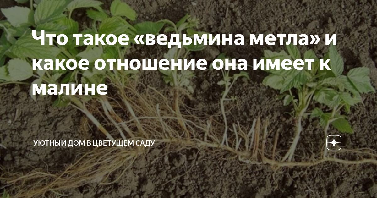 Болезнь малины.Израстание или ведьмина метла. - YouTube