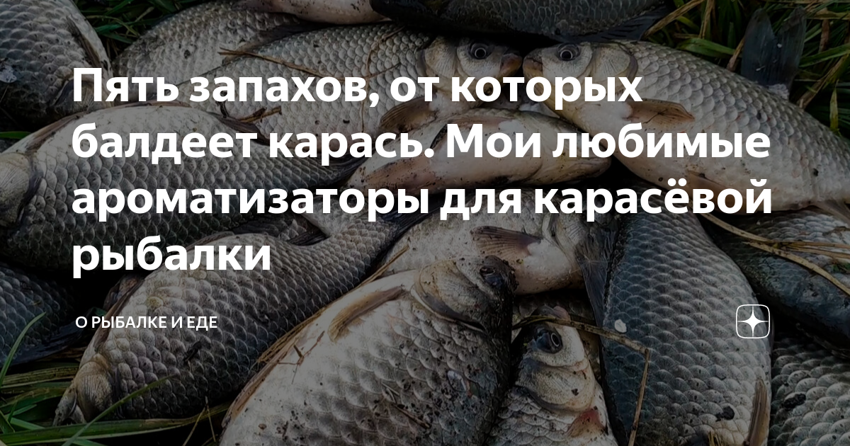 Что любит карась весной. Карась. Рыбалка на карася. Карась дуреет. Какие запахи любит карась.