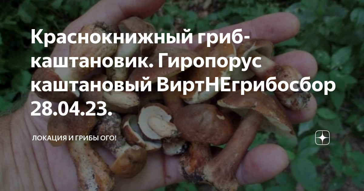 Краснокнижный гриб-каштановик. Гиропорус каштановый ВиртНЕгрибосбор 28. ...
