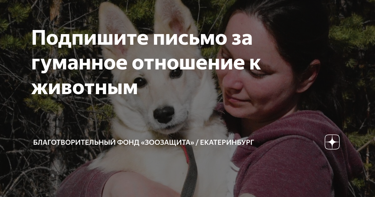 Гуманно по отношению к животным. Гуманное отношение к животным. гуманное отношение к животным рисунки. лапа помощи проект. мама вадима.