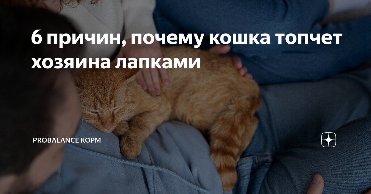 Почему коты садятся нам на лицо и мнут одеяло лапами?