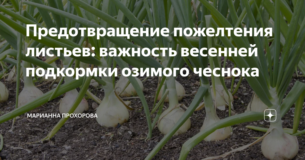 Как часто поливать озимый чеснок. Подкормка озимого чеснока. Подкормка озимого чеснока весной. Первая подкормка чеснока озимого. Чеснок желтеет весной.