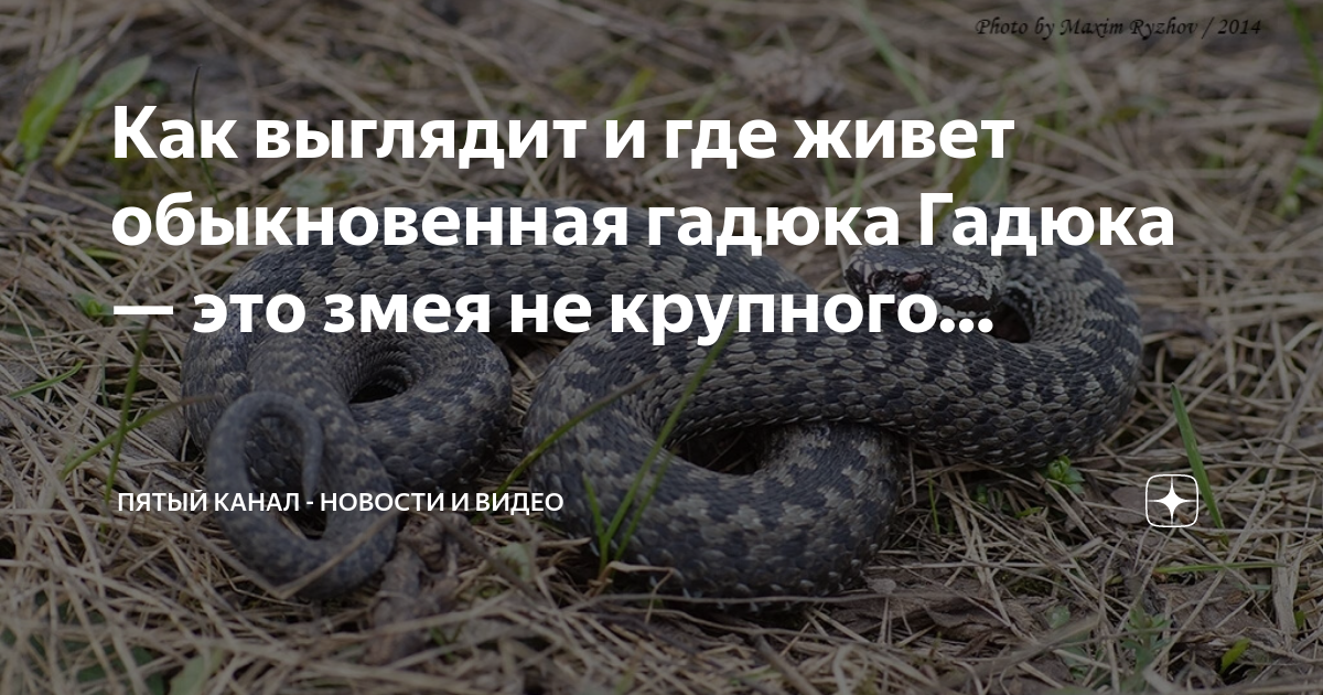 Как выглядит и где живет обыкновенная гадюка Гадюка — это змея не ...