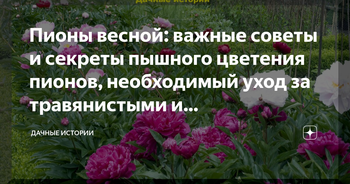Отцвели пионы дальнейший уход. Пионы на работе. Глазки пионов. Пион начало роста. Пионы и заморозки весной