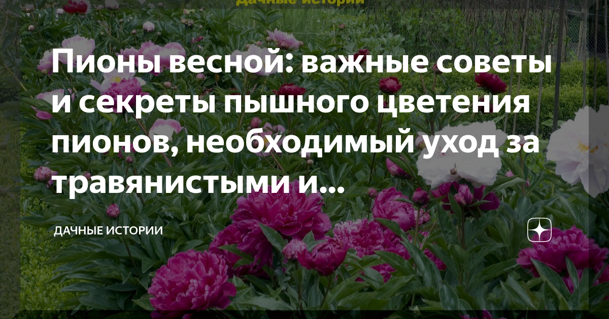 Отцвели пионы дальнейший уход. Пионы на работе. Глазки пионов. Пион начало роста. Пионы и заморозки весной.