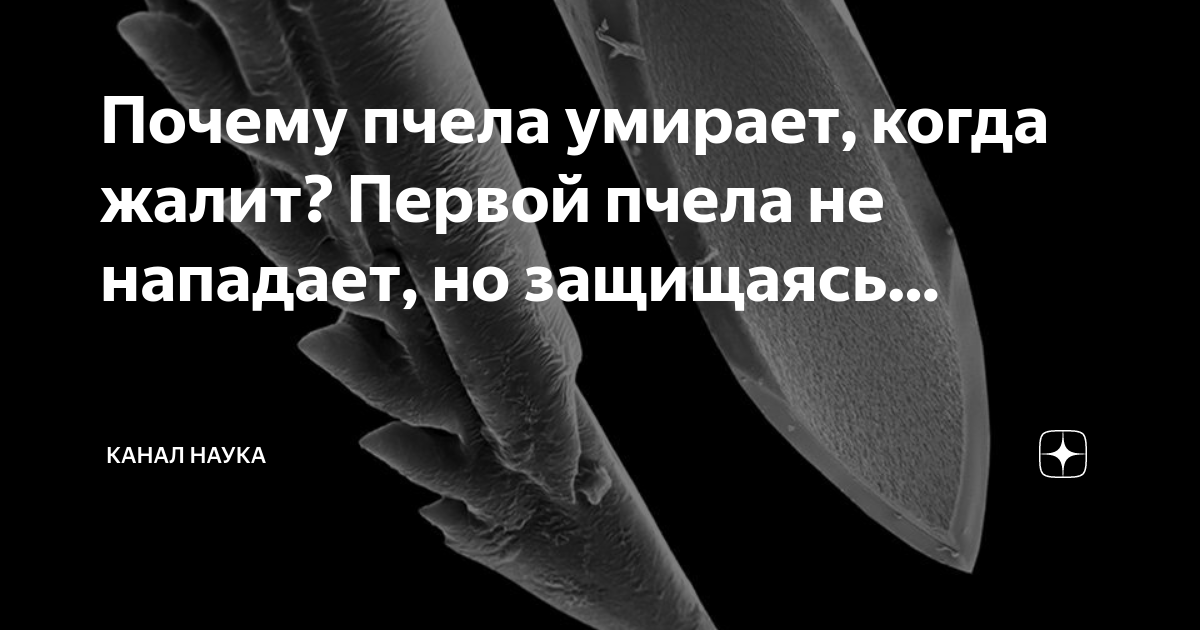 Почему пчела умирает, когда жалит? Первой пчела не нападает, но ...