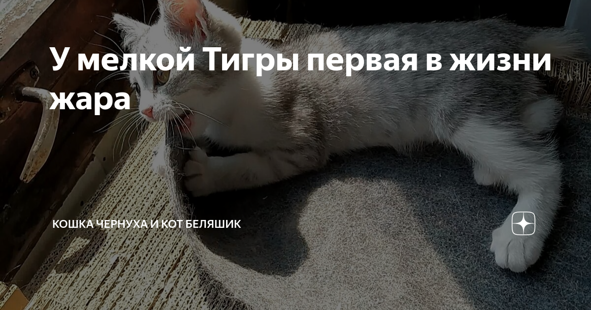 Как понять что кошке жарко. А ты покормил кота. А ты покормил кота плакат. А ты покормила кота картинки. Накормил кошек, улучшил карму.