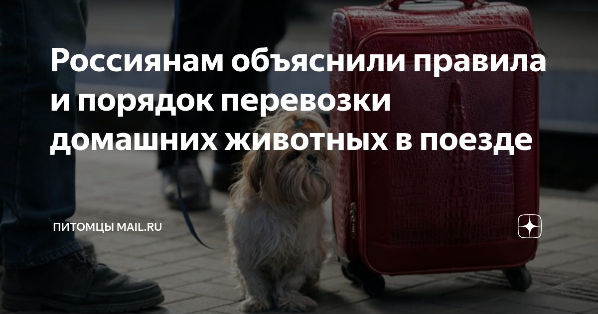 что нужно для перевозки кошки в поезде по россии