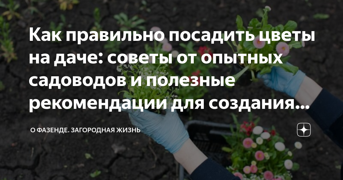 Как правильно посадить цветы на даче: советы от опытных садоводов и .