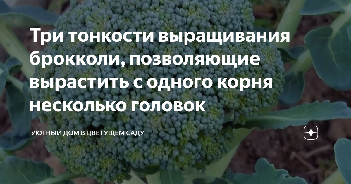 Цветение овощных культур