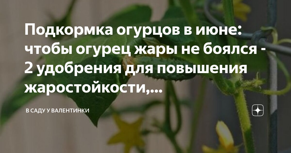 Чем подкормить огурцы в середине июня. Огурцы влияние жары фото.