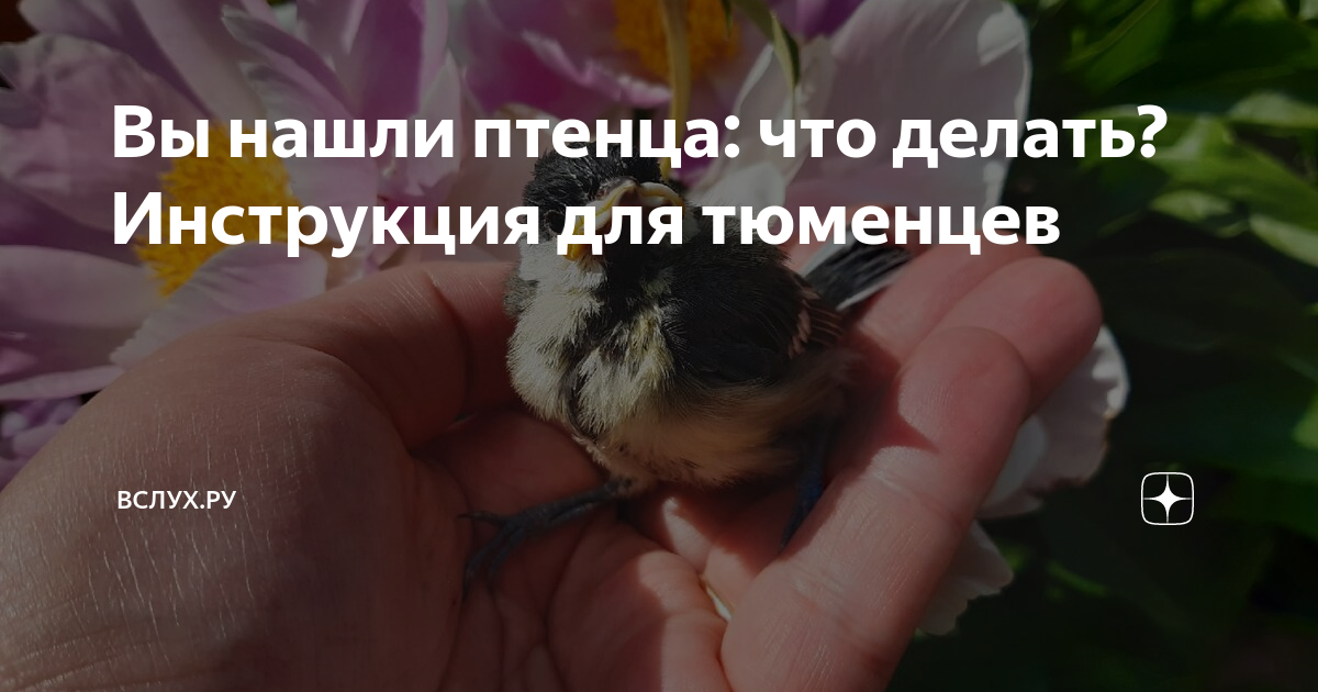 Не подбирайте птенцов. Вы нашли птенца. Что делать с птенцом.