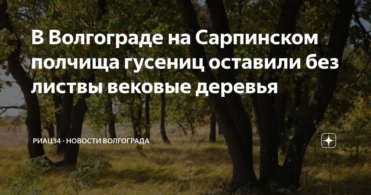 Вековые старовозрастные деревья относятся к памятникам план текста