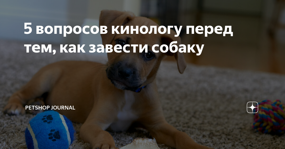 5 вопросов кинологу перед тем, как завести собаку | Petshop Journal | Дзен