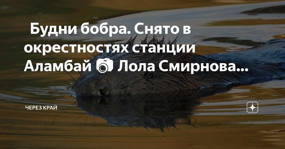 Косулино бобры карта