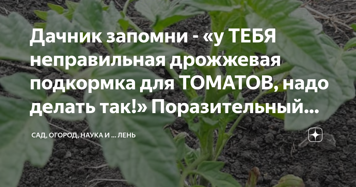 Дачник запомни - «у ТЕБЯ неправильная дрожжевая подкормка для ТОМАТОВ ...