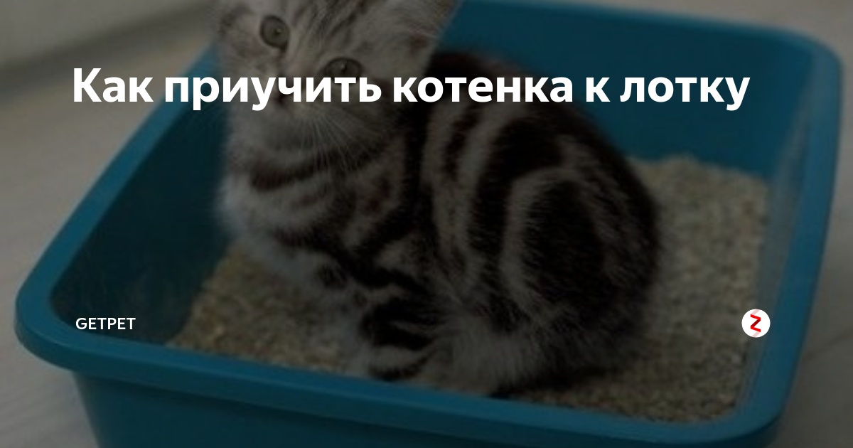 Как приучить котенка 3 месяца к лотку. Приучить котенка к лотку. Лоток для котенка 1 месяц. Как приучить котёнка к лотку. Как быстро приучить котёнка к лотку в квартире.