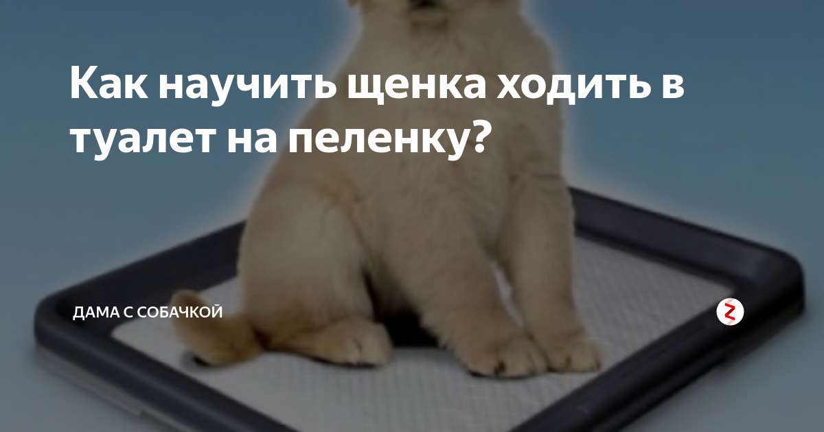 Как научить щенка туалету. Как научить щенка туалету