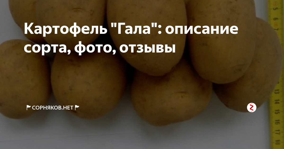 Сорт картофеля гала характеристика отзывы фото. Картофель Гала описание. Сорт картофеля Гала характеристика отзывы. Картофель Гала описание характеристики. Картофель Гала описание сорта фото