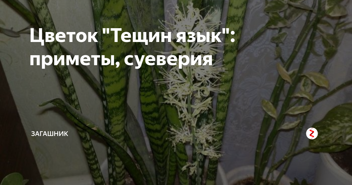 Тещин цветок цветет. Тёщин язык цветок приметы. Цветок Тещин язык приметы и суеверия. Цветет Тещин язык примета. Тёщин язык – комнатный цветок приметы.