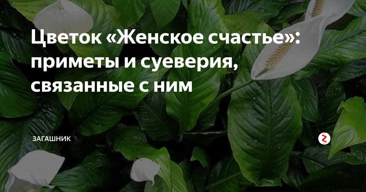 Зацвел спатифиллум приметы. Спатифиллум цветок приметы и суеверия. Спатифиллум суеверия. Женское счастье цветок приметы. Растение женское счастье приметы.