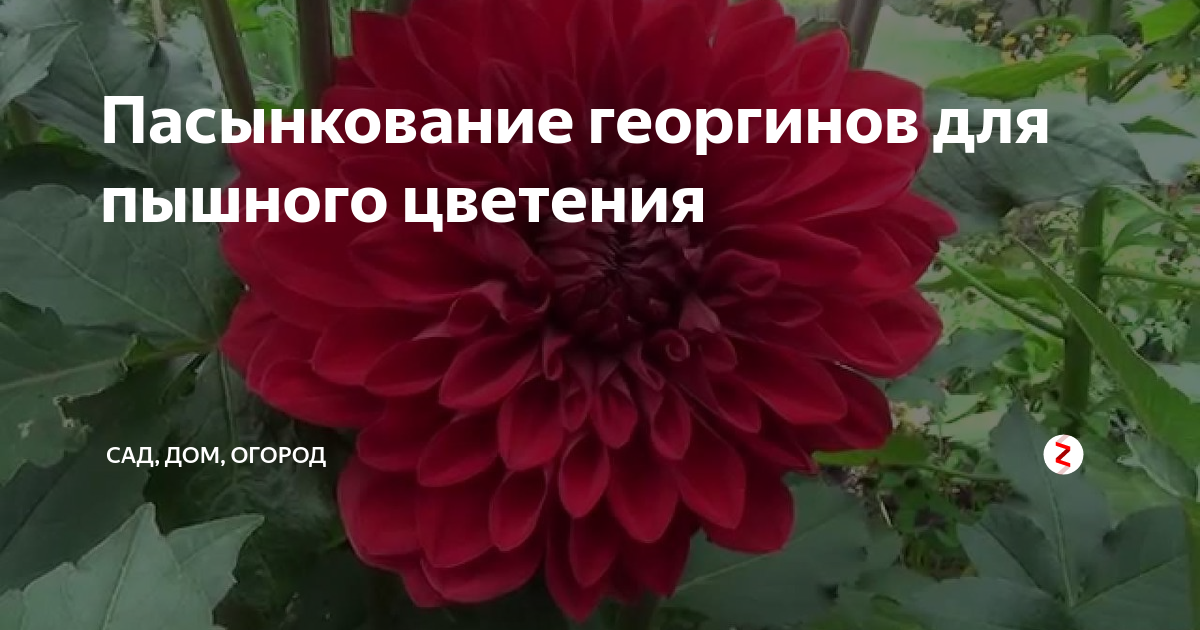 Пасынкование георгинов для пышного цветения схема
