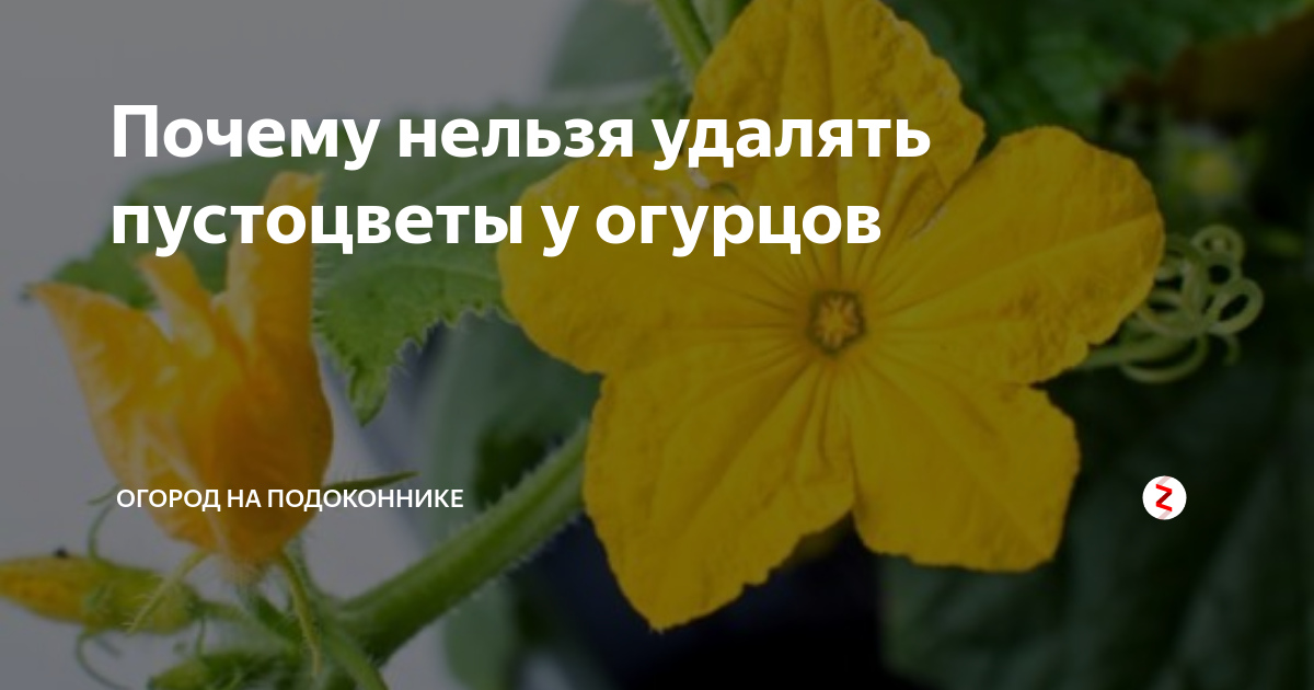 Пустоцвет у огурцов что делать. ПУСТОЦВЕТ на огурцах. Причины пустоцвета на огурцах. Огурцы в теплице ПУСТОЦВЕТ. Как выглядят пустоцветы огурцов.