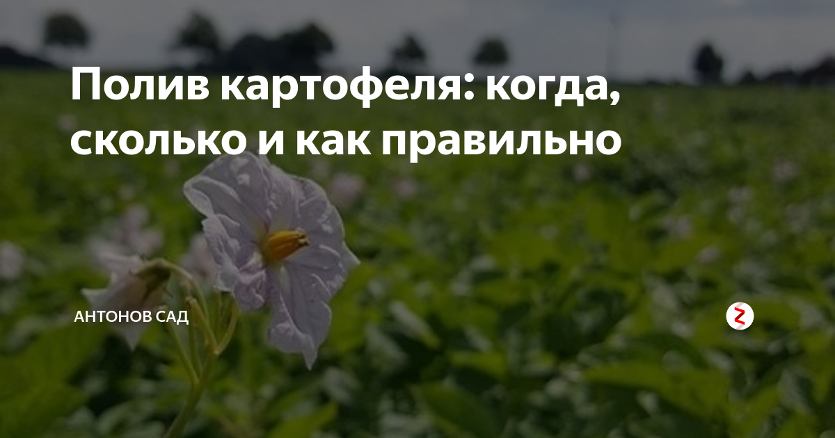 Уход за картошкой в период формирования бутонов