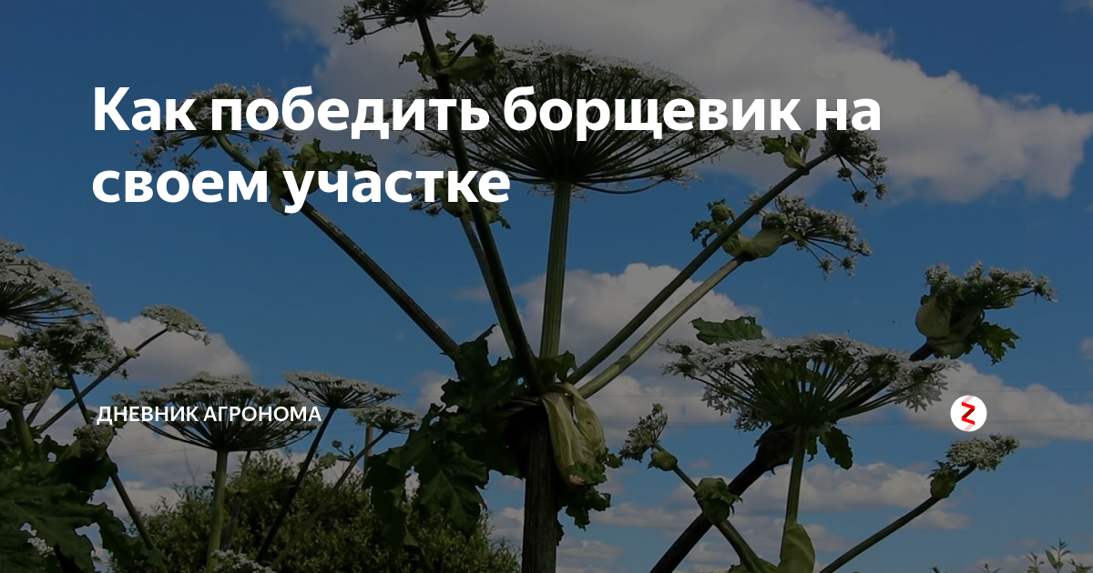 Карта распространения борщевика сосновского