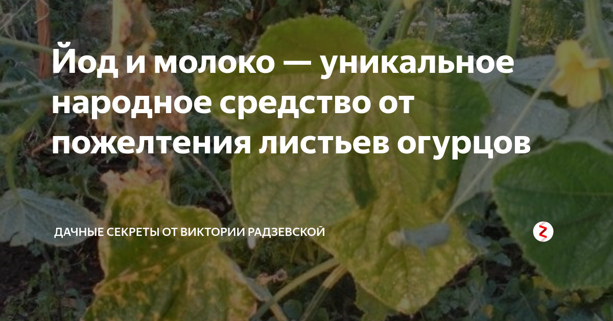 Йод и молоко — уникальное народное средство от пожелтения листьев ...