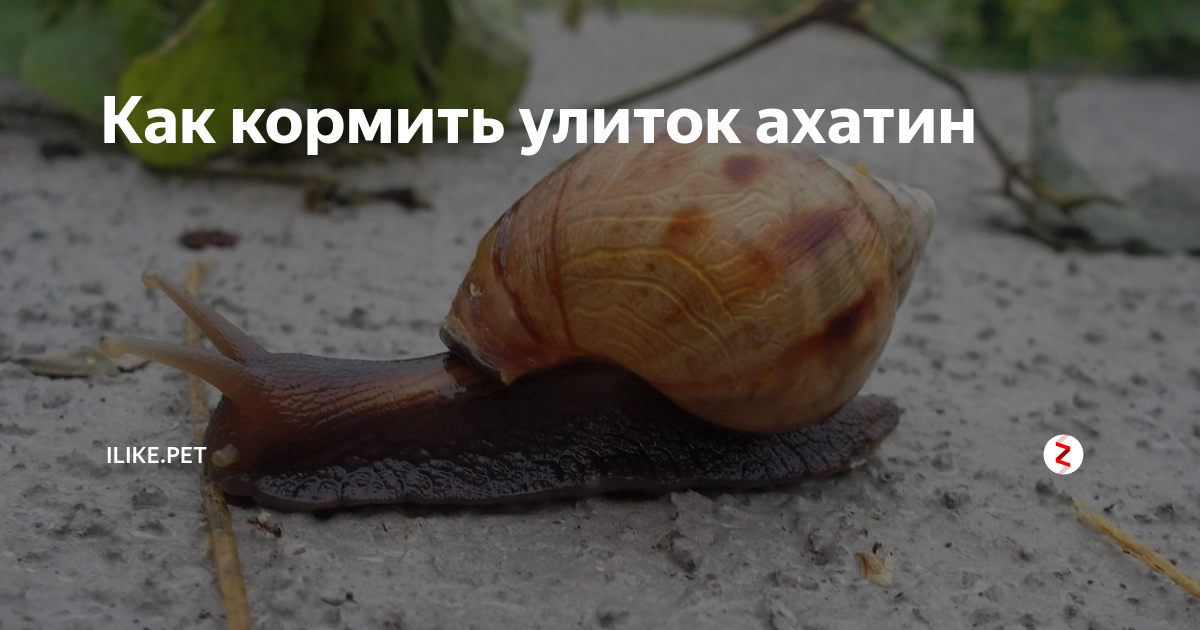 Сколько раз кормить улитку. Сколько раз кормить улитку