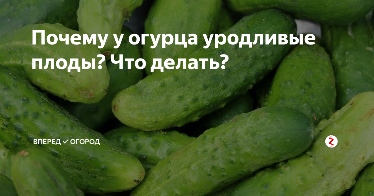 Грушевидные огурцы причина чем подкормить. Корявые огурцы. Уродливые огурцы. Грушевидный огурец. Огурцы уродливой формы.