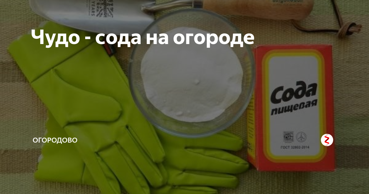 Пищевая сода в огороде. Пищевая сода для сада и огорода. Пищевая сода на даче. Сода для сада и огорода применение. Пищевая сода чудо.