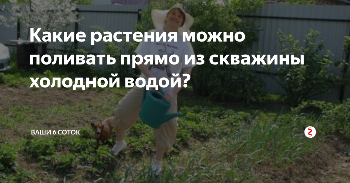 Можно ли поливать картошку из скважины. Можно ли поливать холодной водой. какие растения можно поливать холодной водой из скважины в огороде. можно ли поливать растение холодной водой. можно ли поливать картофель холодной водой.