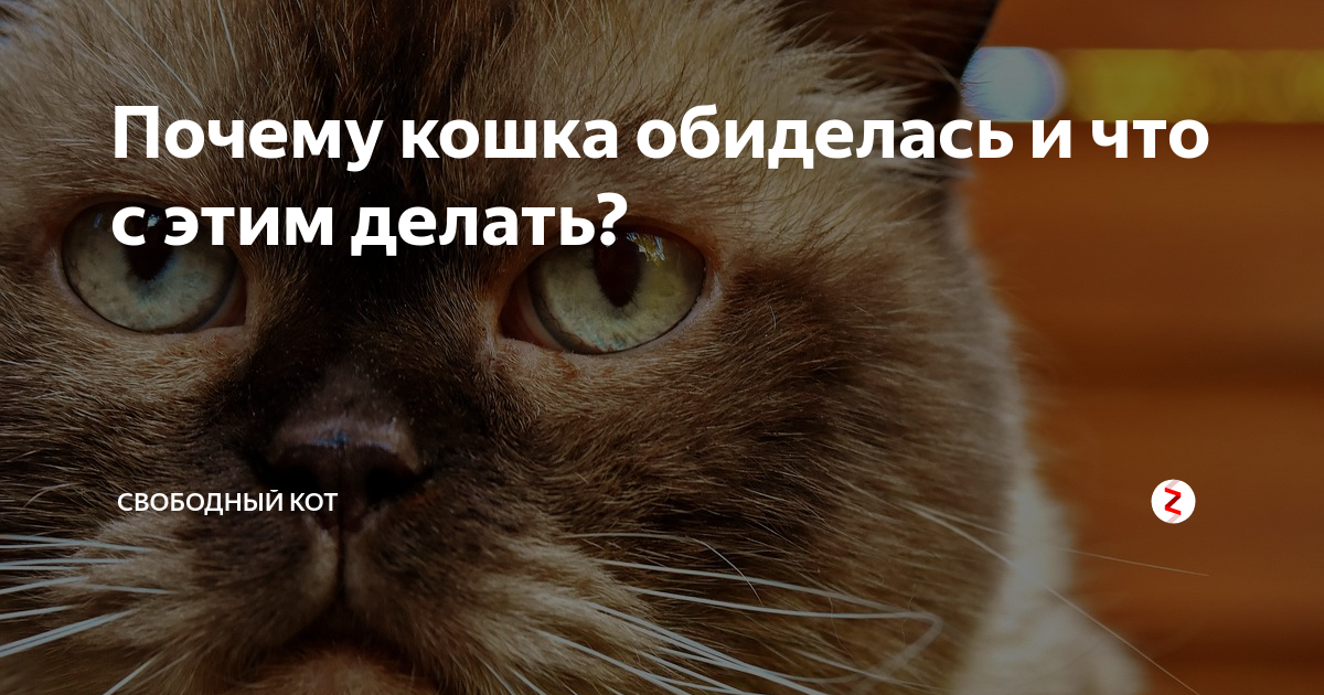 Почему дуется. Обиженный кот. Кот сердится. Почему кошка обиделась. Свободный кот