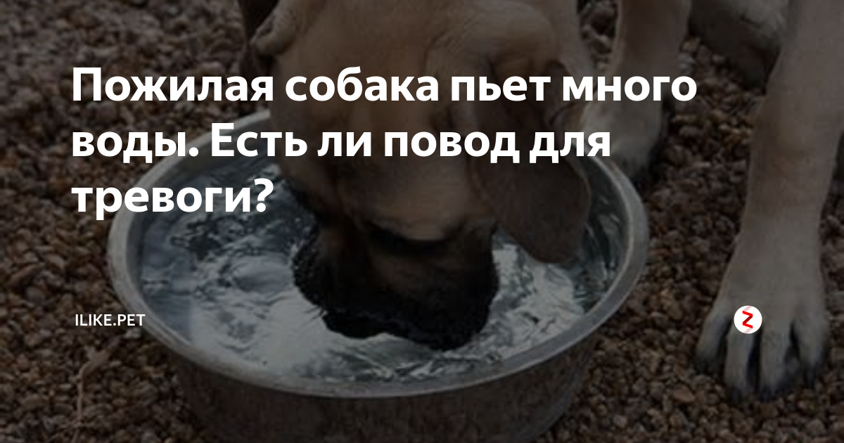 Собака стала пить очень много воды