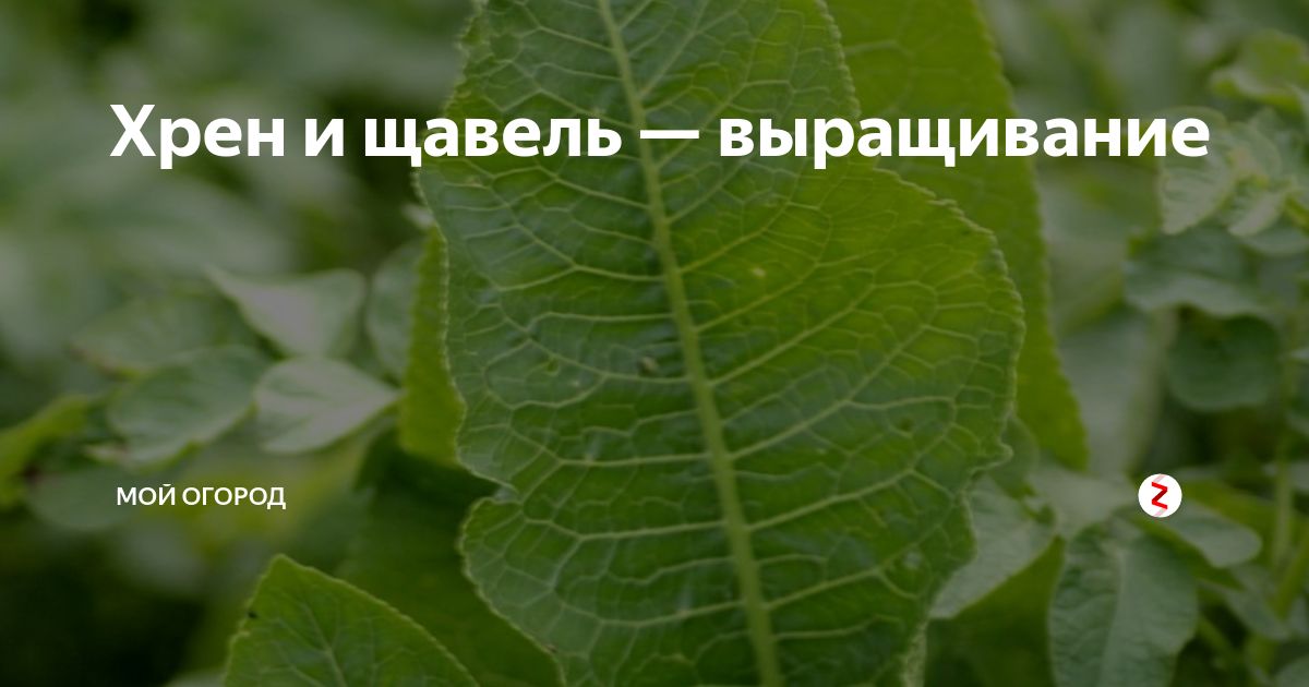 Ракушка персик или щавель фото: найдено 78 изображений