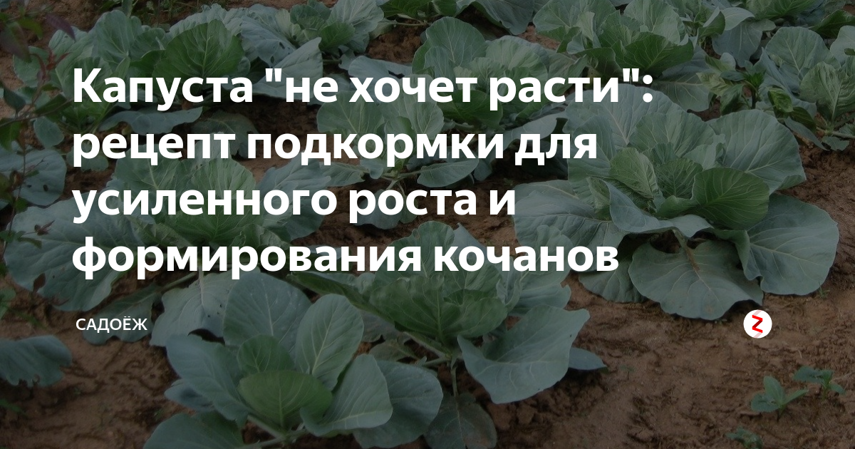 Подкормить капусту в августе для роста кочанов. Подкормка капусты. Подкормка капусты белокочанной в открытом грунте. Рост капусты подкормка. Комплекс удобрений для капусты белокочанной