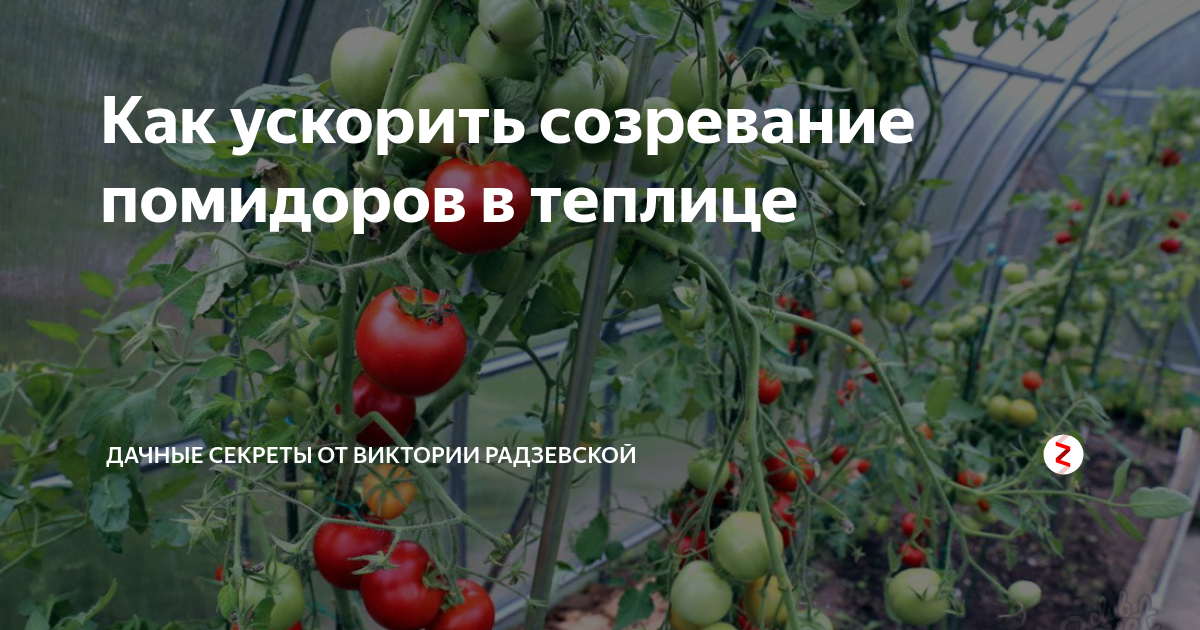 Рецепты для быстрого созревания помидоров